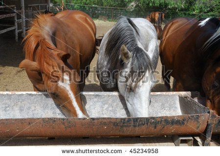 Where do you drink?-stock-photo-horses-feeding-trough-farm-45234958.jpg