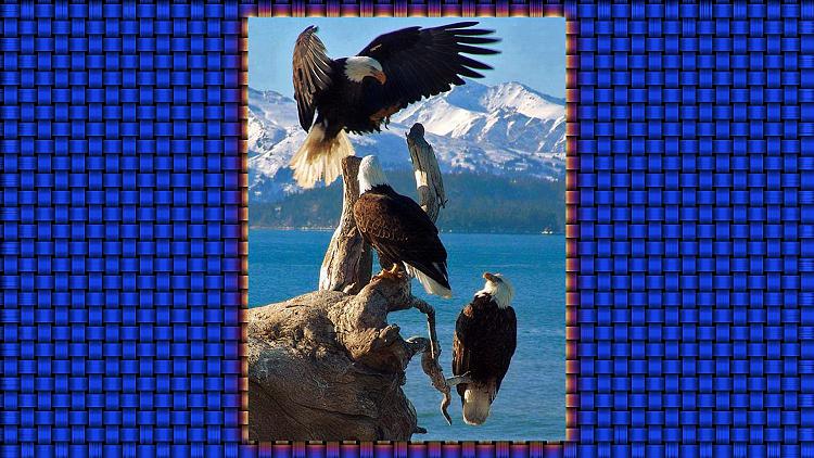 My favorite-jerrys-eagle-wallpaper.jpg