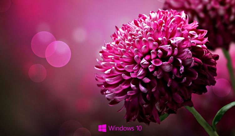 Some Windows 10 wallpapers Solved - Windows 10 Forums