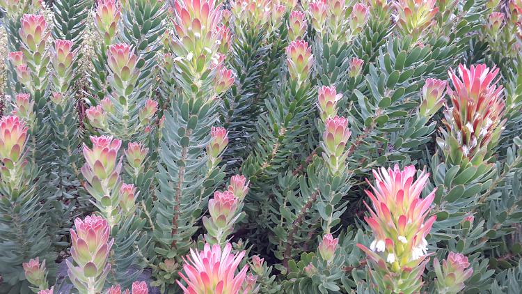 User created wallpapers-fynbos02.jpg