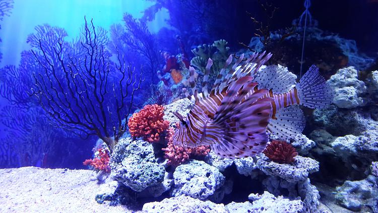 User created wallpapers-lion-fish-1920x1080.jpg
