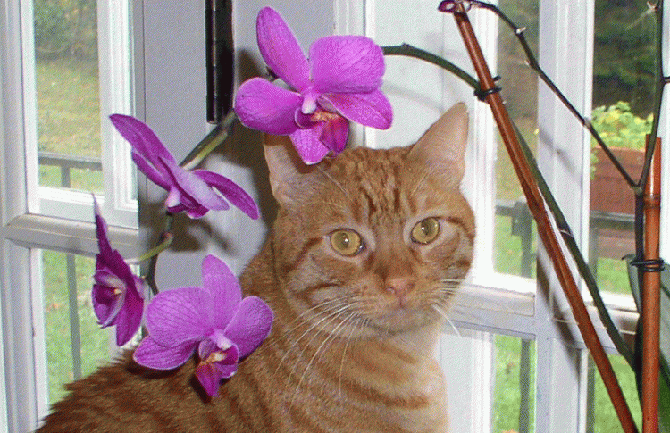 Picture Password needs reboot to work-mo-cropped-3-p1010403.gif