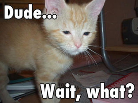 Announcing Windows 10 Insider Preview Build 14915 for PC and Mobile-1642306-lolcats_dude_wait_what.jpg