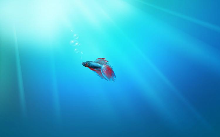 Microsoft reveals Windows 10 hero desktop wallpaper-beta-fish.jpg