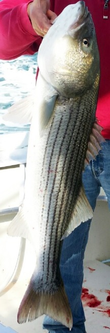 Introducing Microsoft Health-striped-bass.jpg