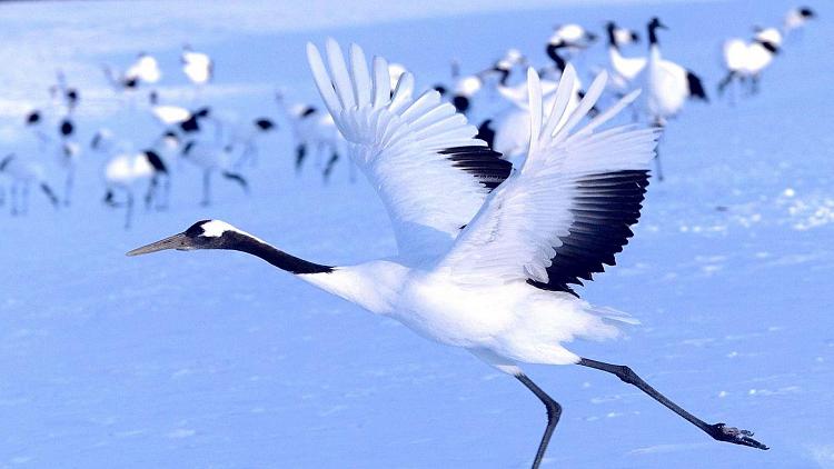 A little something for Windows Insiders-7776-red-crowned-crane-flying.jpg