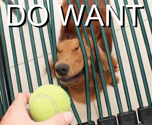 Windows 10 Anniversary Update Available August 2-do-want-dog-pushing-through-bars-tennis-ball.jpg